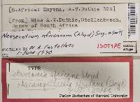 Neosecotium africanum image
