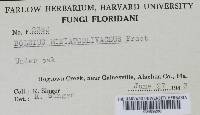 Boletus miniato-olivaceus image