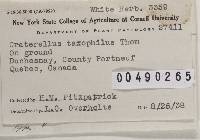 Clavicorona taxophila image