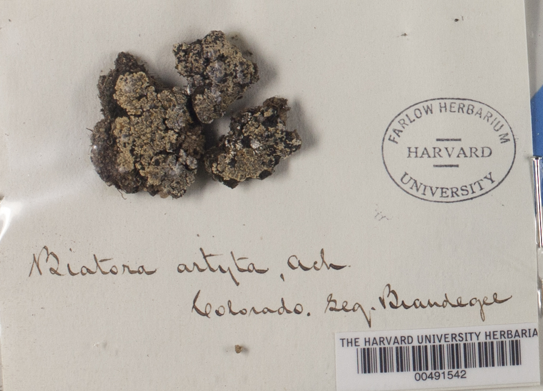 Bilimbia lobulata image