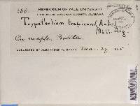 Trypethelium tropicum image