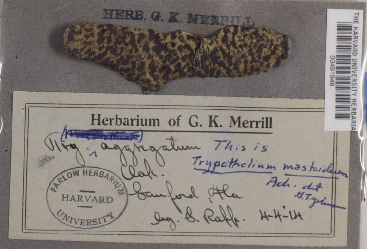Bathelium mastoideum image