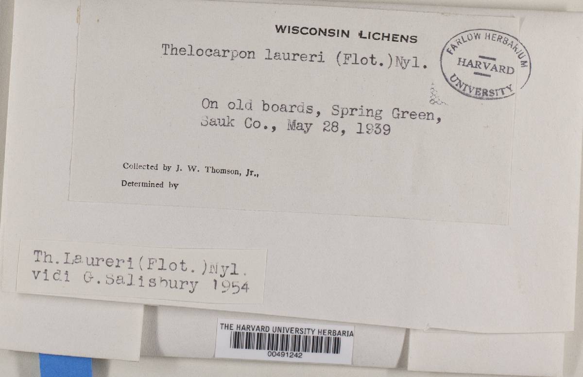 Thelocarpon laureri image