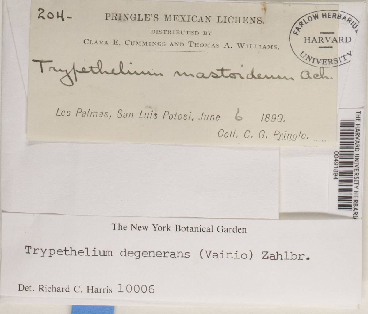 Trypethelium degenerans image