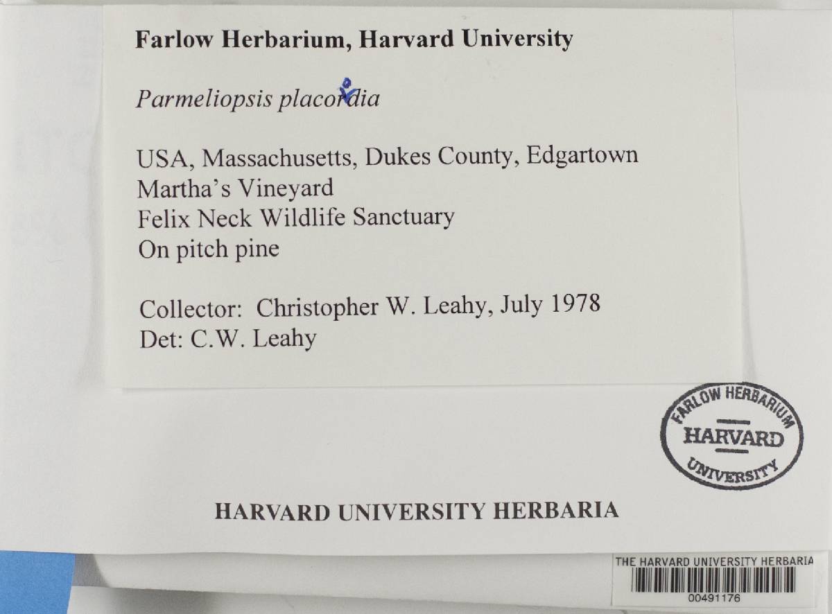 Parmeliopsis placorodia image