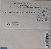 Trypethelium tropicum image