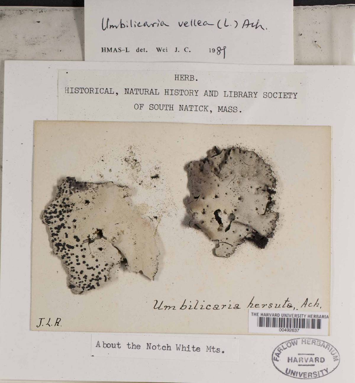 Umbilicaria hirsuta image