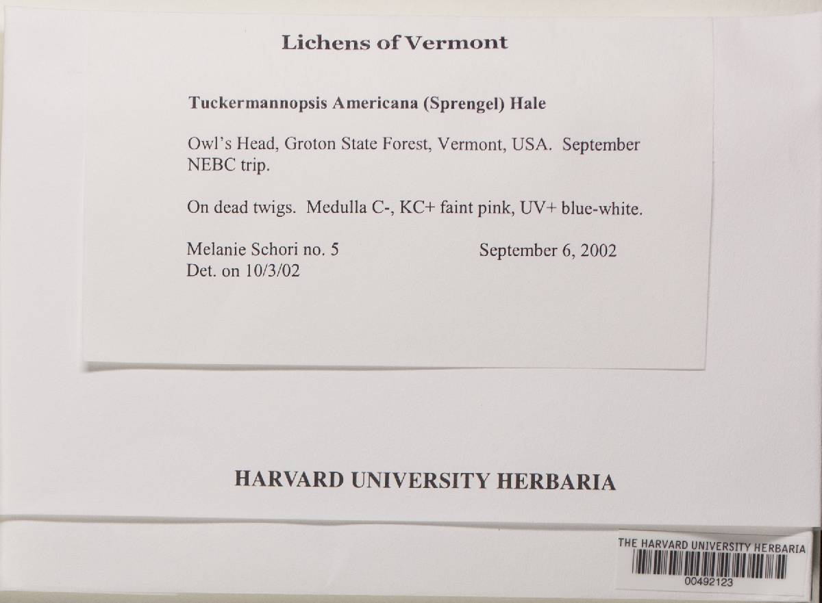 Tuckermannopsis americana image