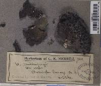 Umbilicaria muehlenbergii image