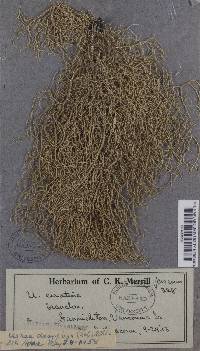 Usnea dasypoga image