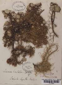 Usnea florida image