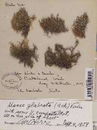 Usnea glabrata image