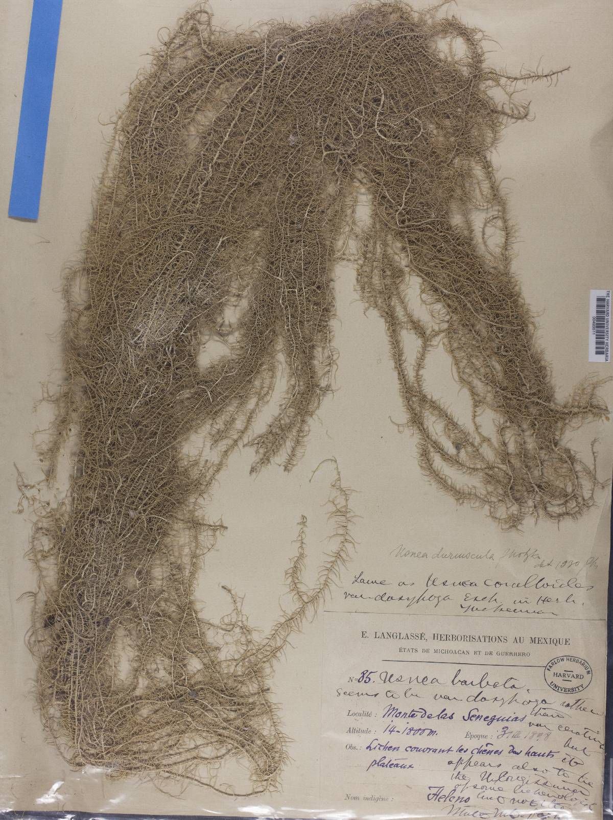 Usnea duriuscula image