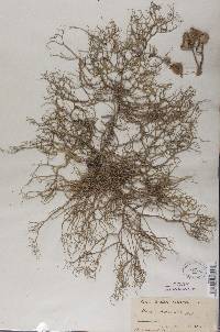 Usnea dasypoga image