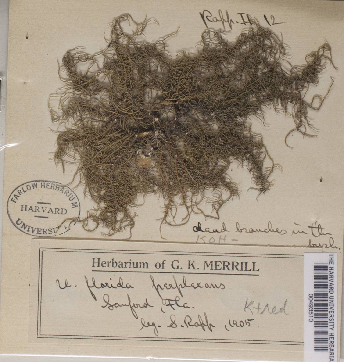 Usnea dimorpha image