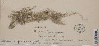 Usnea longissima f. tenuis image