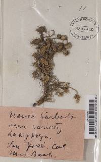 Usnea dasypoga image