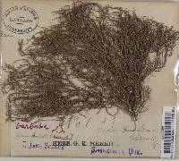 Usnea dasypoga image