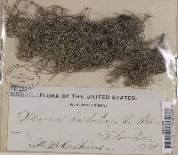 Usnea dasypoga image