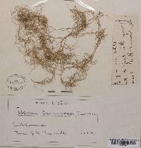 Usnea cavernosa image