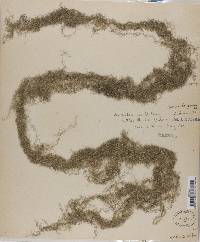 Usnea longissima f. tenuis image