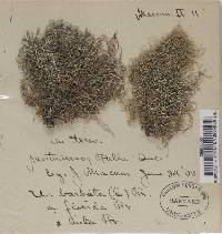 Usnea hirta image