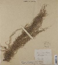 Usnea dasypoga image