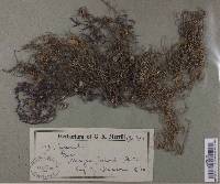 Usnea florida image