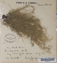 Usnea dasypoga image