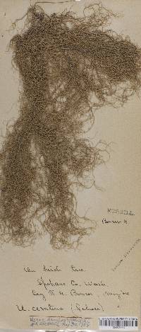 Usnea dasypoga image