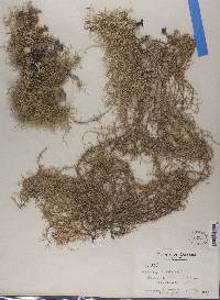 Usnea dasypoga image