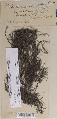 Usnea angulata image