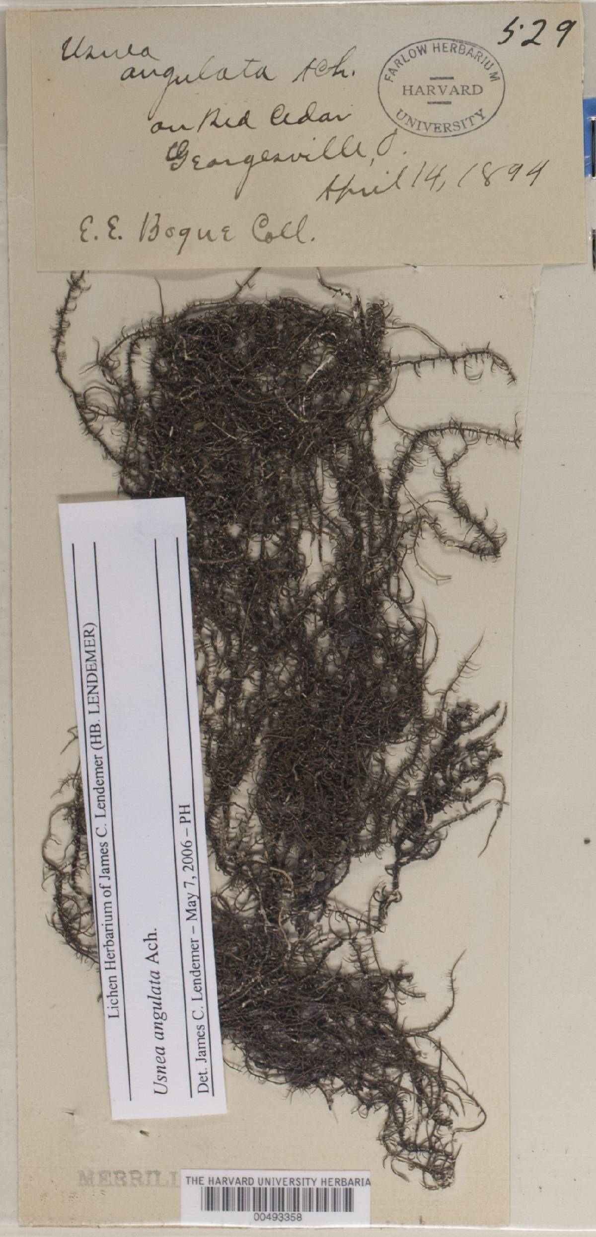 Usnea angulata image