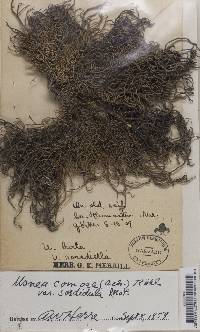 Usnea subfloridana image