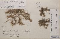 Usnea mutabilis image