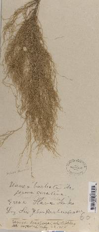 Usnea dasypoga image