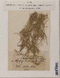 Usnea cavernosa image