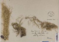 Usnea cavernosa image