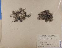 Usnea barbata image