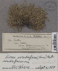 Usnea glabrata image