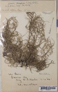 Usnea dasypoga image