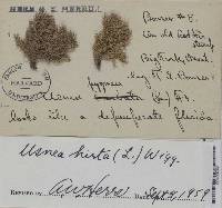 Usnea hirta image