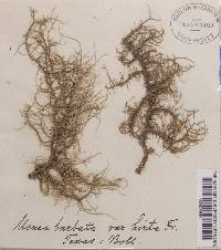 Usnea mutabilis image