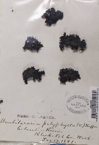 Umbilicaria polyphylla image