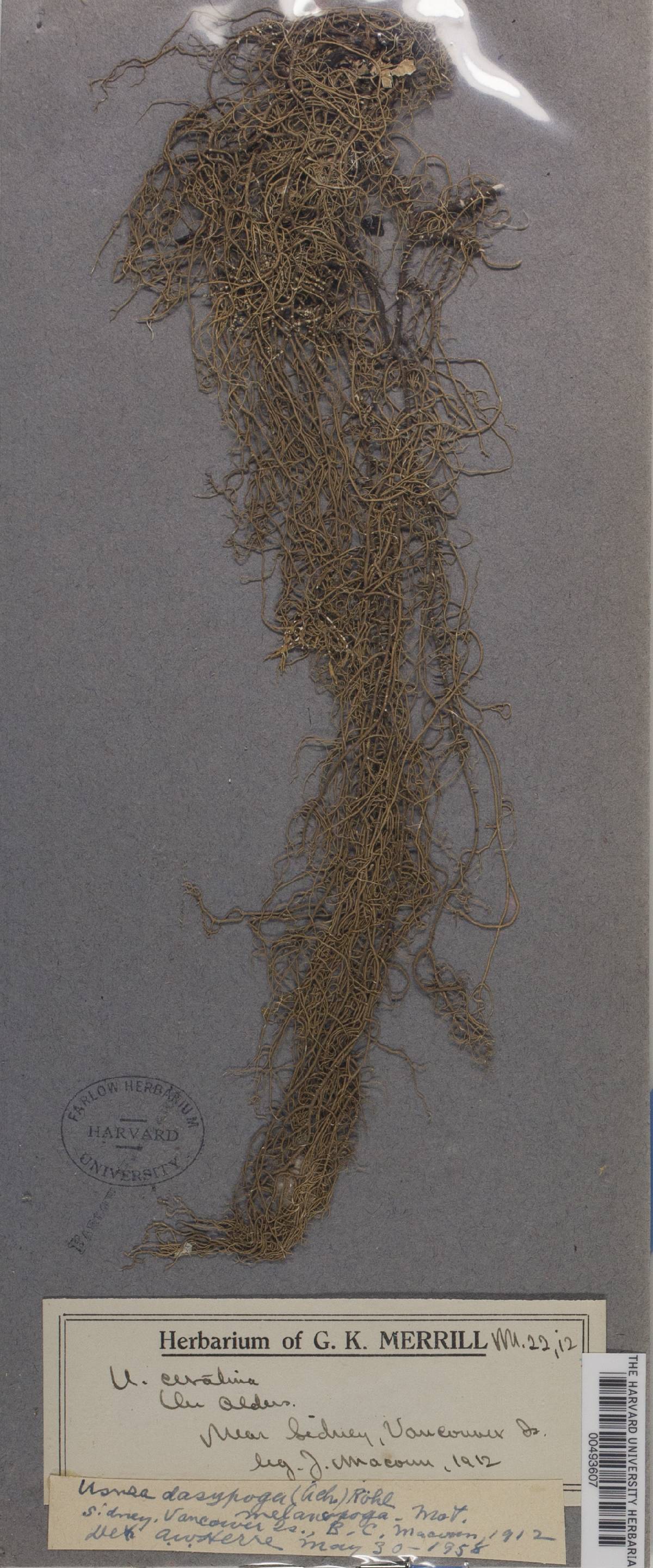 Usnea dasypoga subsp. melanopoga image
