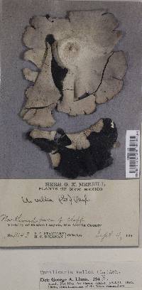 Umbilicaria vellea image