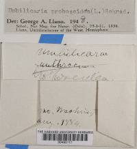 Umbilicaria proboscidea image