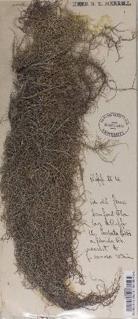 Usnea subfloridana image