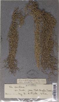 Usnea dasypoga image