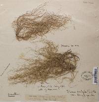 Usnea dasypoga image